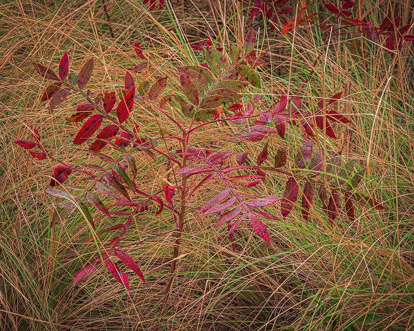 Jaynes Gallery 아티스트의 USA-New Jersey-Cape May National Seashore Autumn colors on marsh sapling작품입니다.
